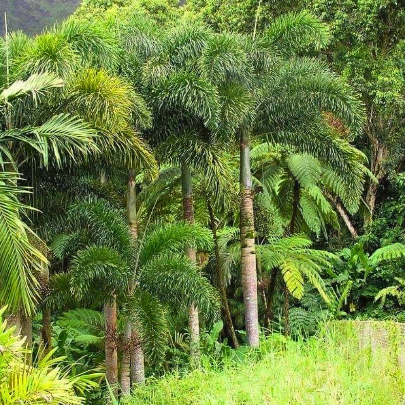 foxtail palm tree