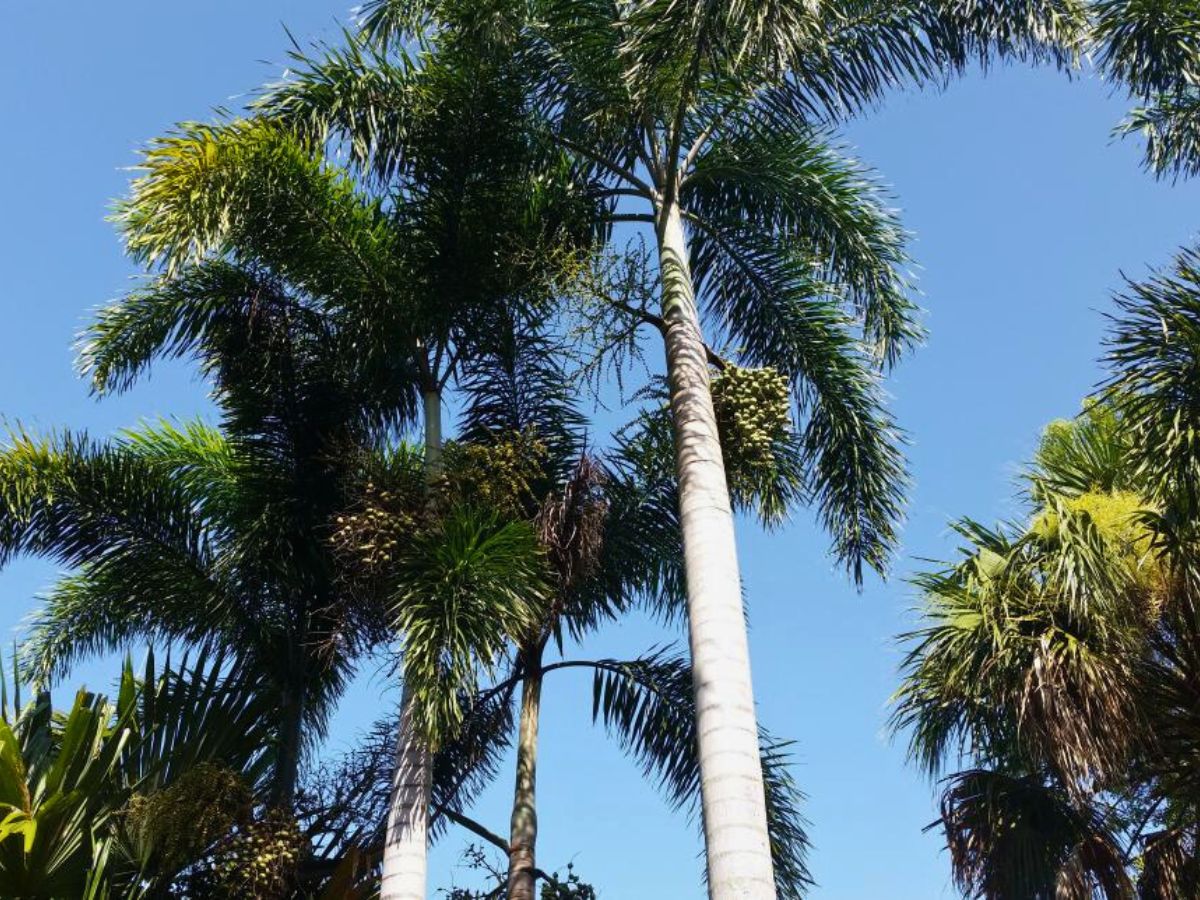 foxtail palm tree