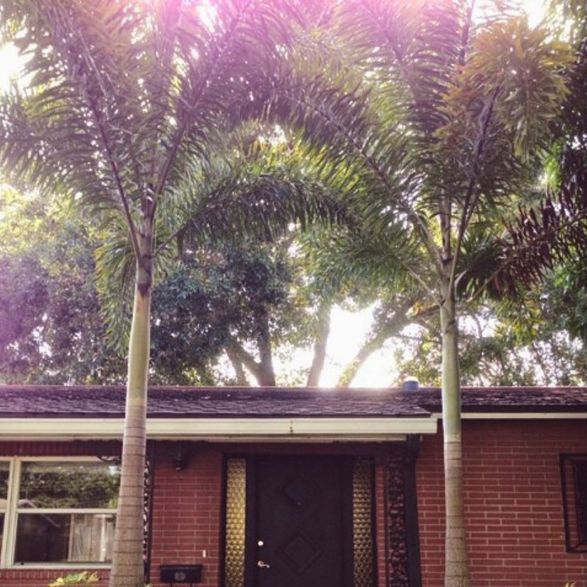 Foxtail palm trees at the front porch