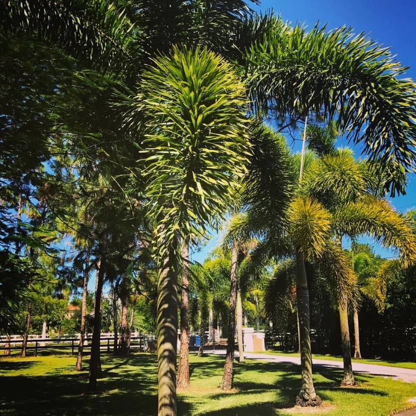 Foxtail palm tree