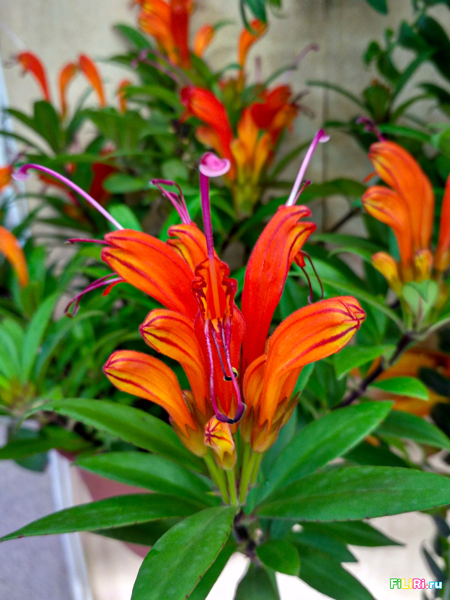 Aeschynanthus radicans Hot Flash by FiLiRi