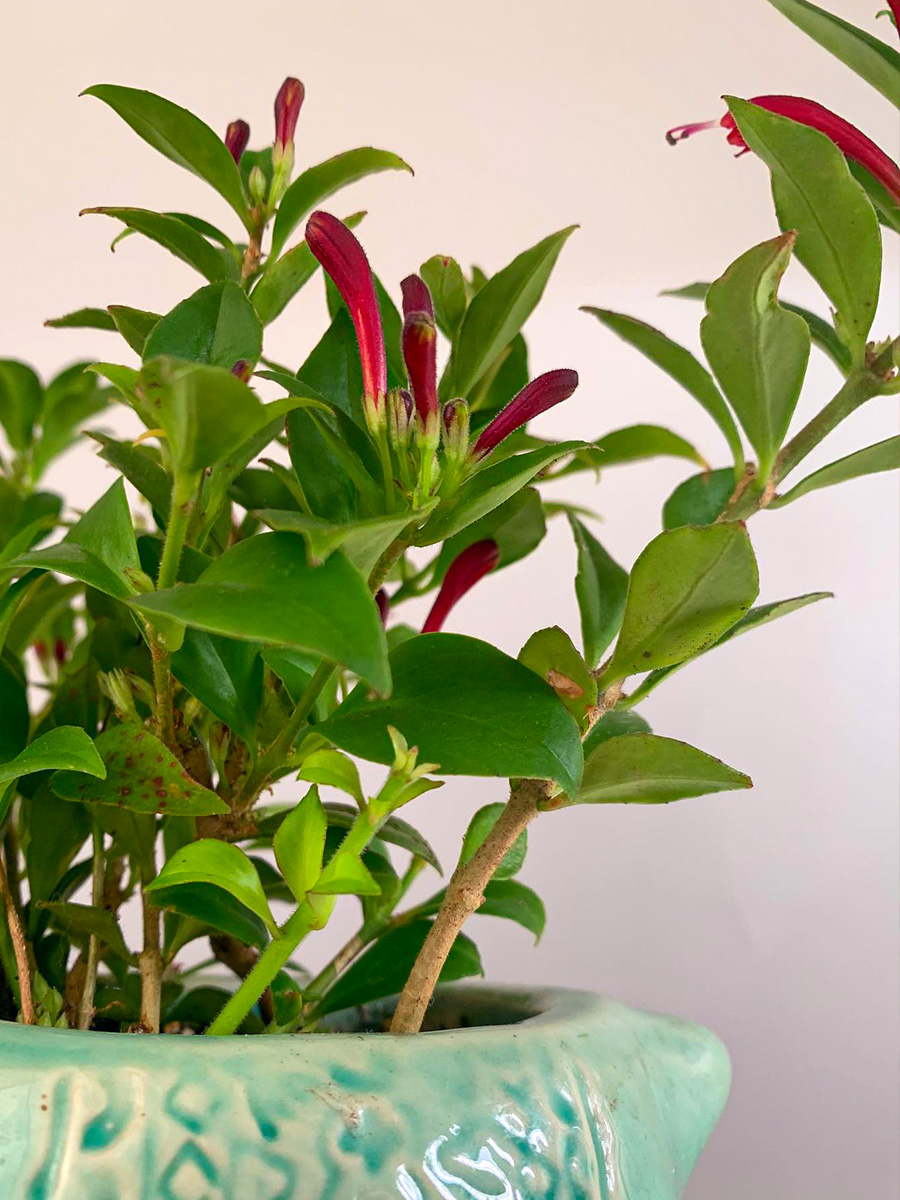 Aeschynanthus radicans Big Apple Lisa by pisceanplantboy featuring typical flower buds of a lipstick plant