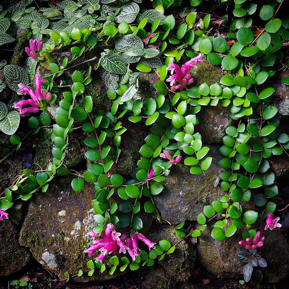 Aeschynanthus radicans by tropicgardenrevelations