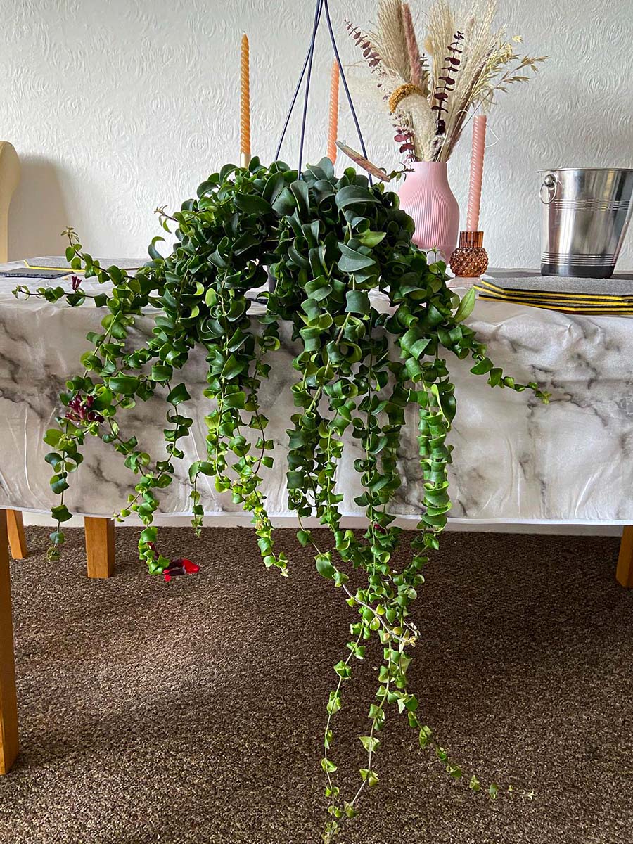 Aeschynanthus radicans by george_grows featuring the dark green leaves and cascading stems