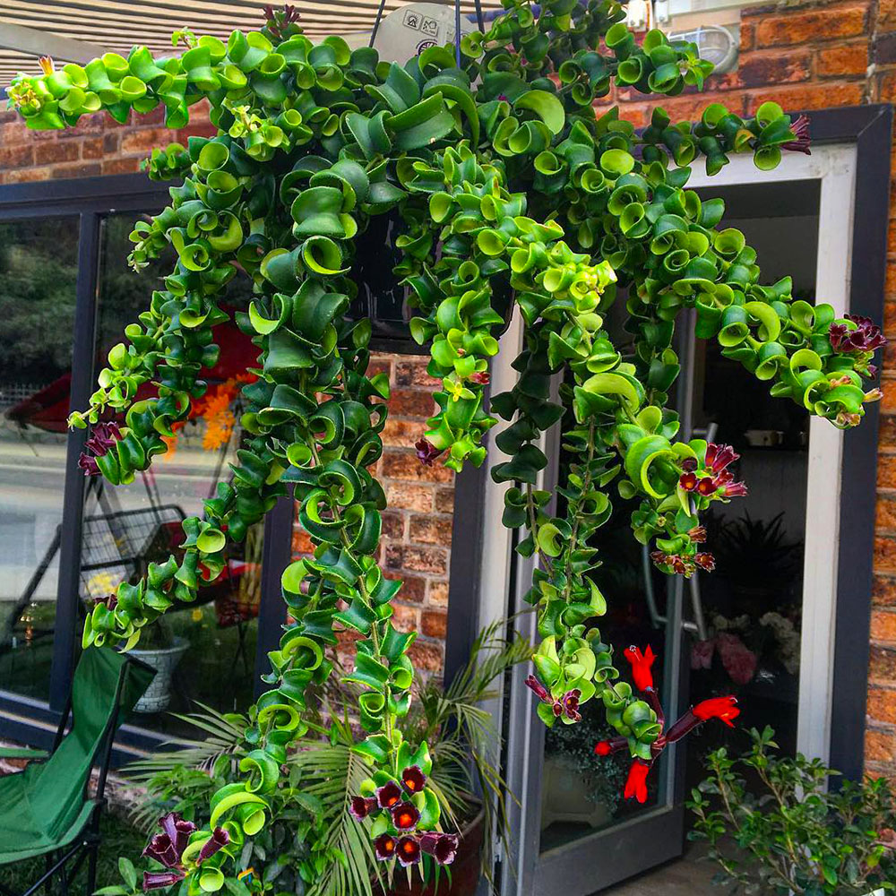 Aeschynanthus radicans by terrarium_garden featuring shiny green leaves and bright red blooms