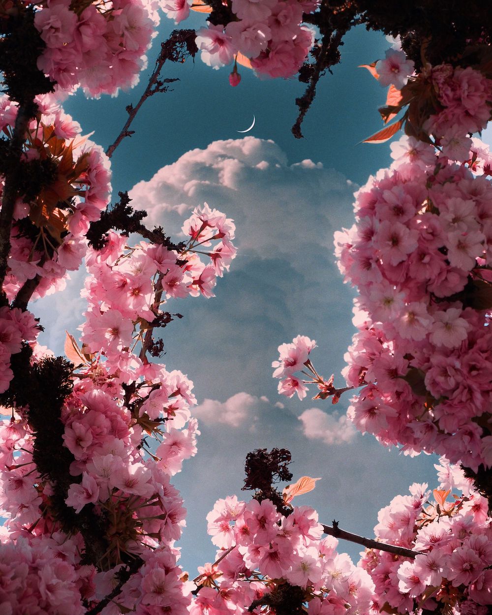 Flowers Bloom in Sophia Ahamed's 'Dark Night' Photography Series Floral Art