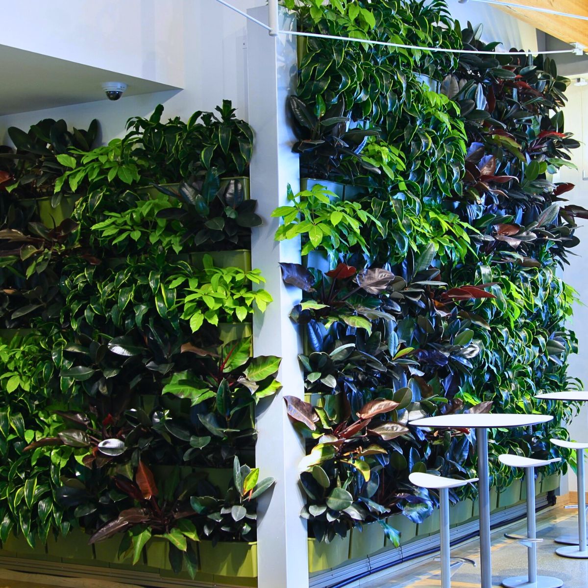 Ten Colorful Plants for Therapeutic Living Walls