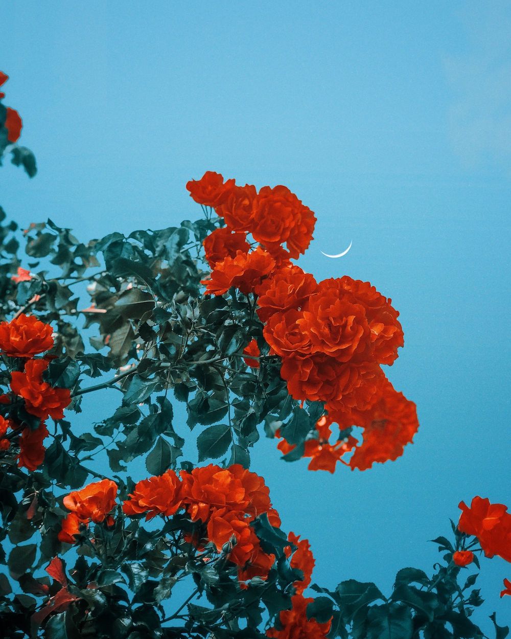 Flowers Bloom in Sophia Ahamed's 'Dark Night' Photography Series Seasonal Flowers