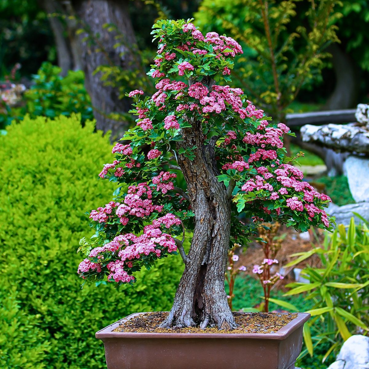 Enhance and Brighten Your Areas with These Seven Miniature Bonsai Trees