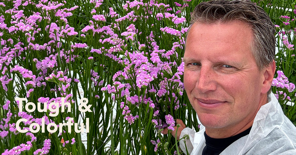 Breeding of Limonium Sinuatum a.k.a Statice by Royal Van Zanten