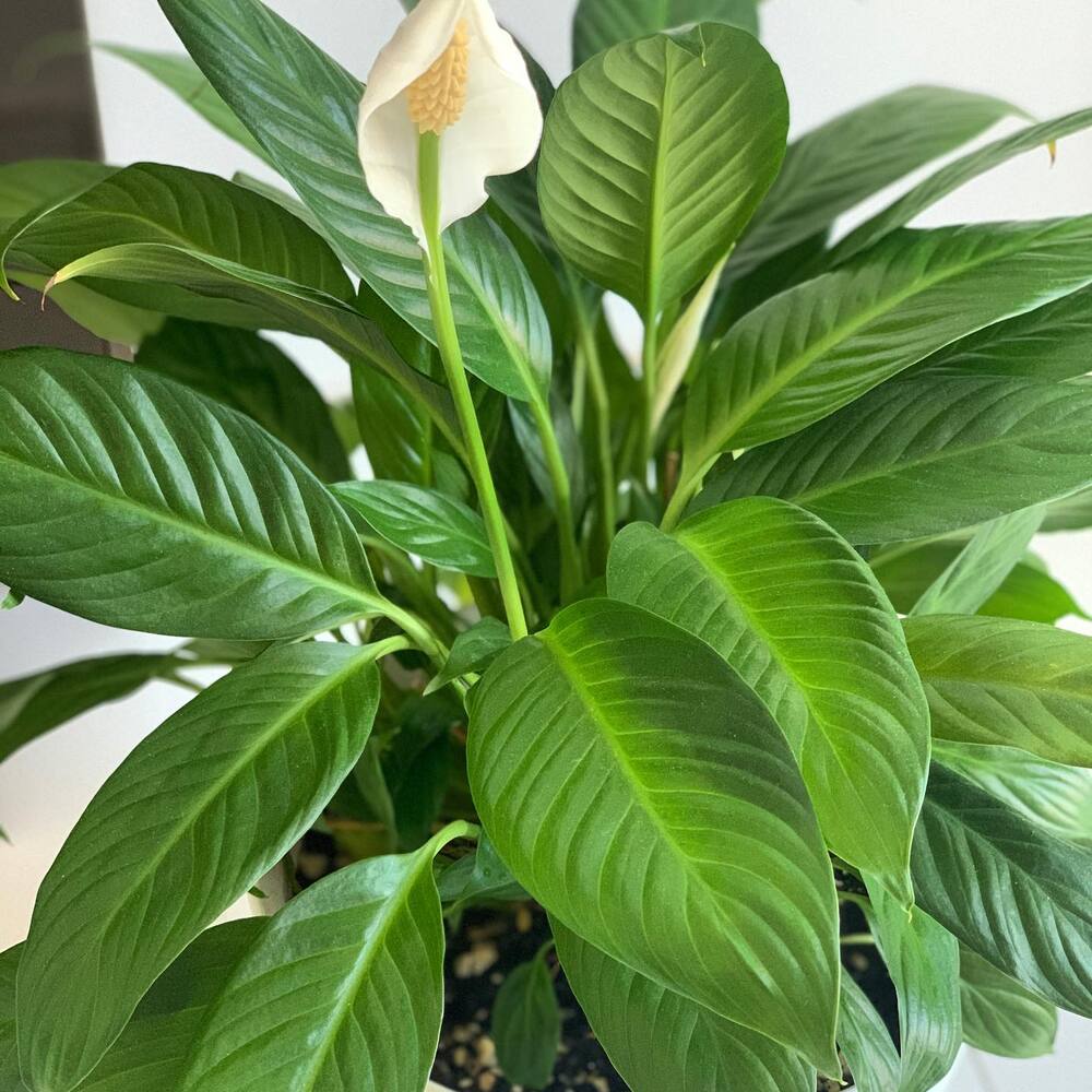 peace lily for your bedroom