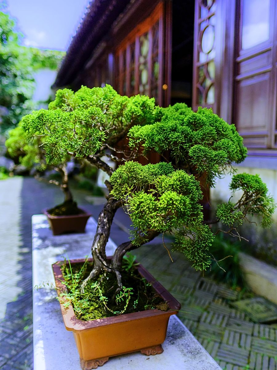 Enhance and Brighten Your Areas with These Seven Miniature Bonsai Trees