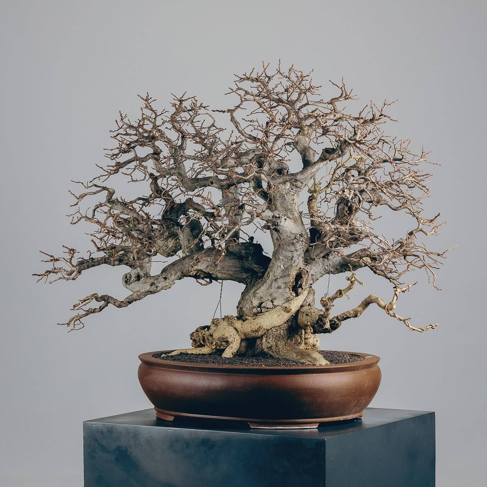 Bonsai plant  for outdoor space