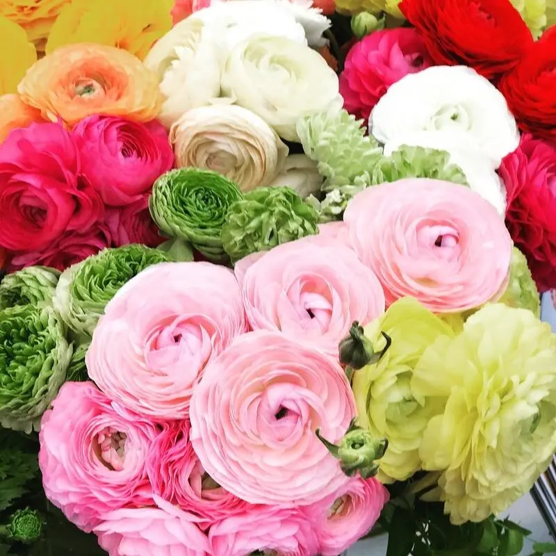 Ranunculus flowers