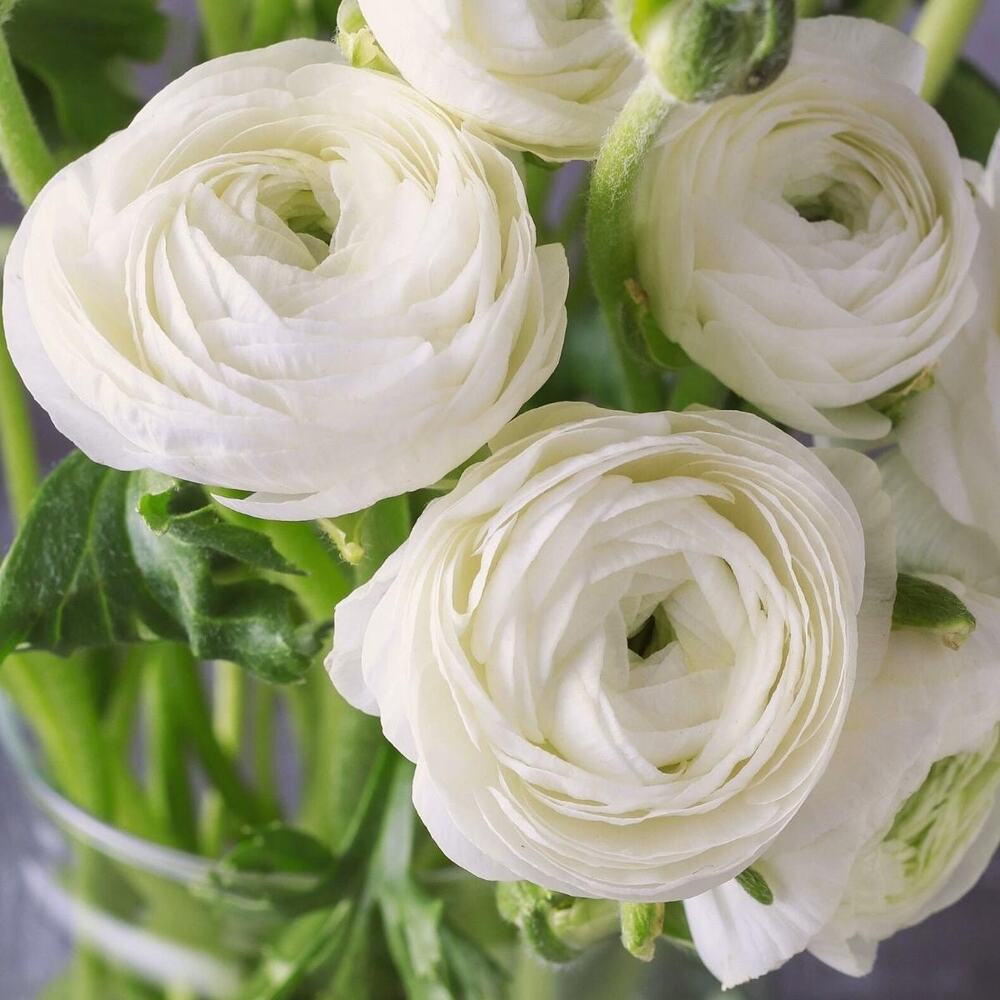 Growing White Ranunculus flower