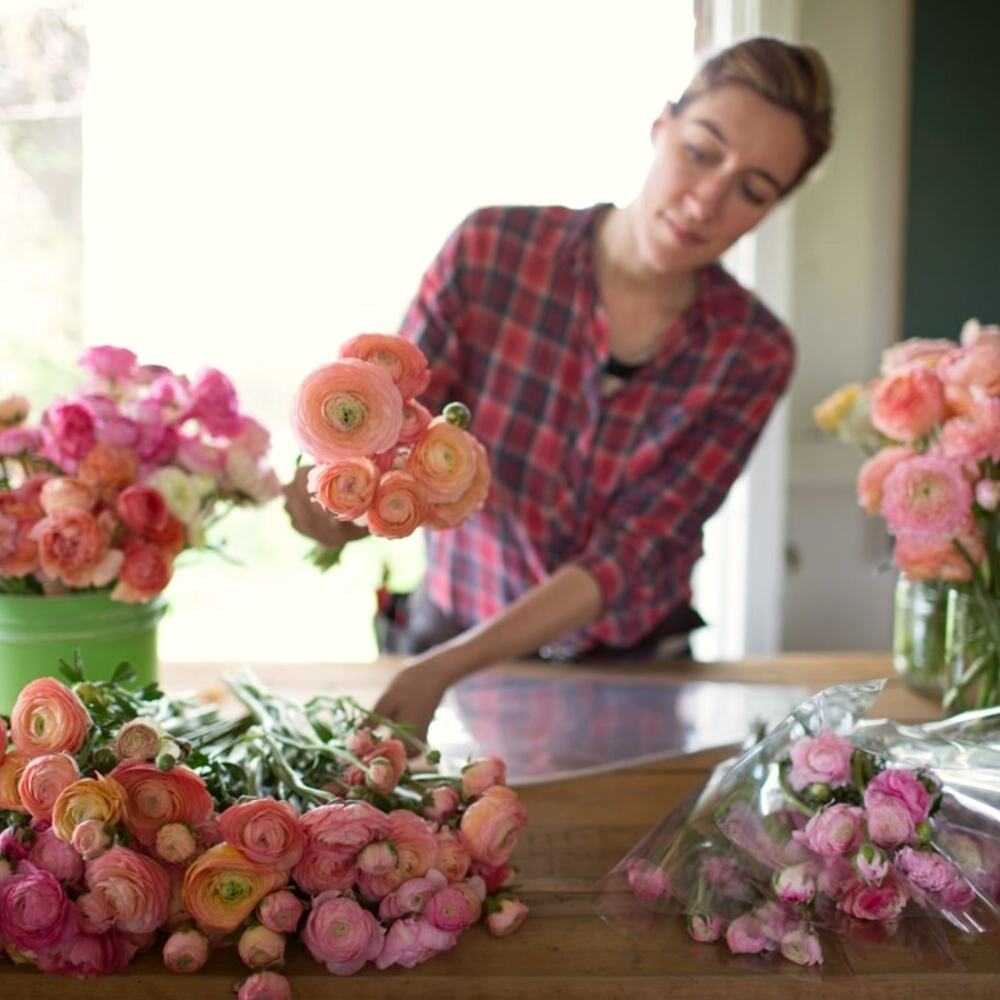 ranunculus as cut flowers being arranged by local gardeners