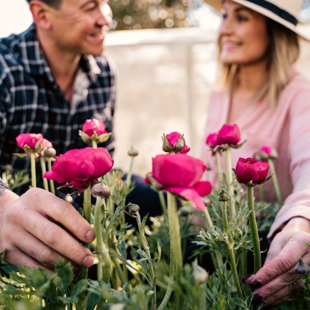 ranunculus is popular among home gardeners as well