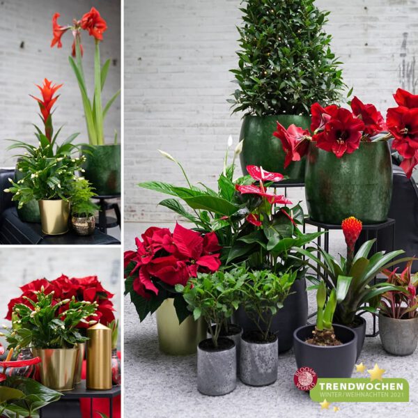 Timeless Holidays With BLOOM's Christmas Trend 'Classic & Elegant' Christmas Plants