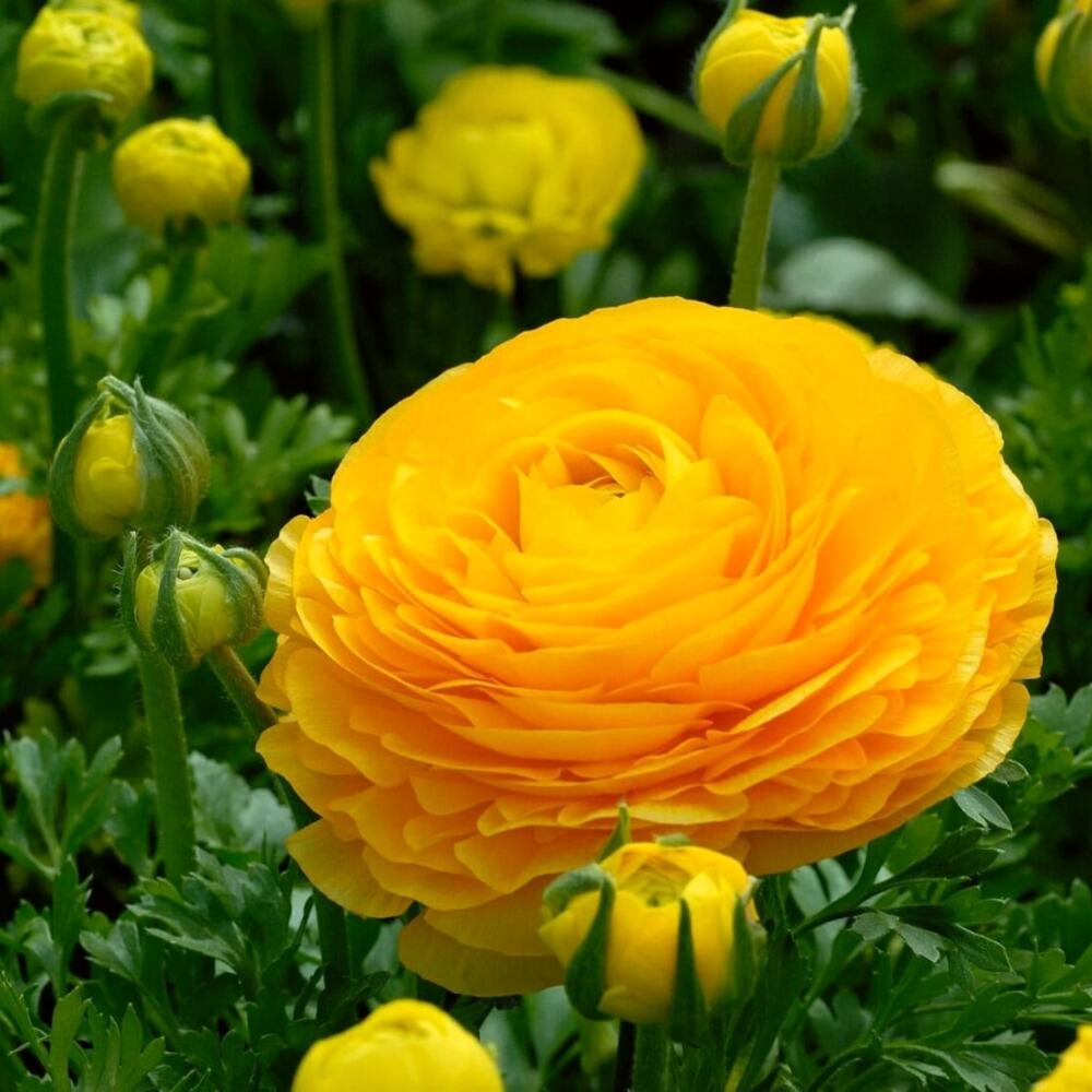 spring is the best time to plant ranunculus corms