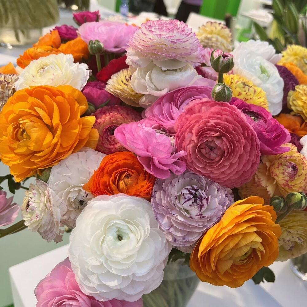 Ranunculus in all shades