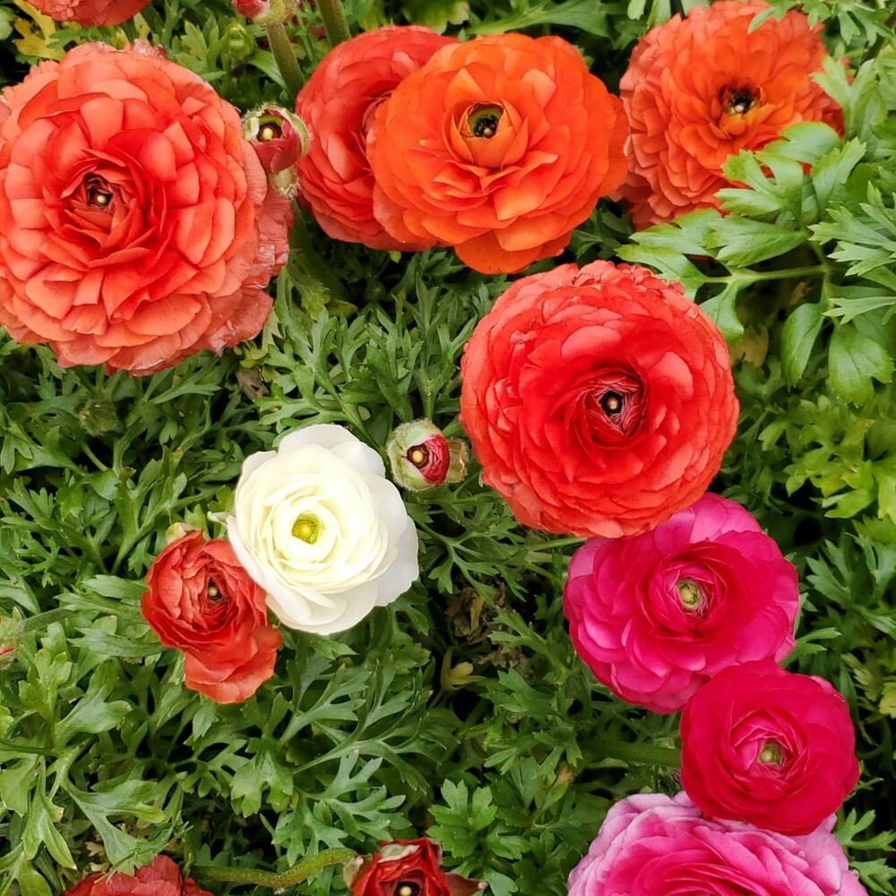 growing ranunculus in flower beds and gardens