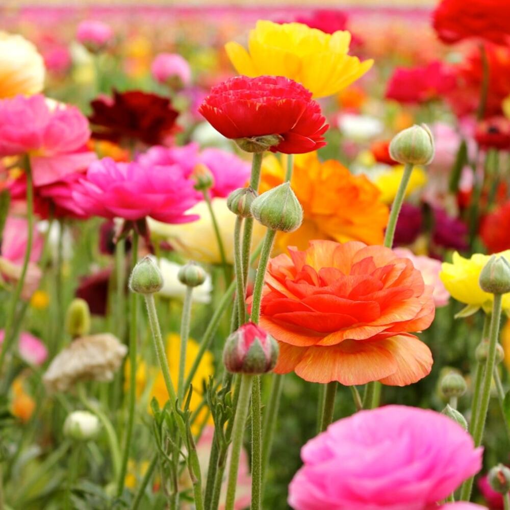 planting ranunculus is best suited when planting bulbs during spring