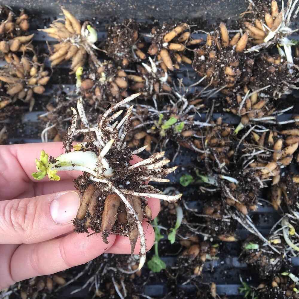 Planting new ranunculus corns