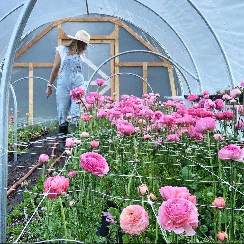 Ranunculus growing in thoer caterpillar home