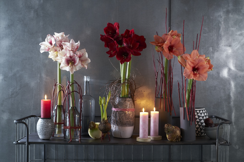 Timeless Holidays With BLOOM's Christmas Trend 'Classic & Elegant' Amaryllis