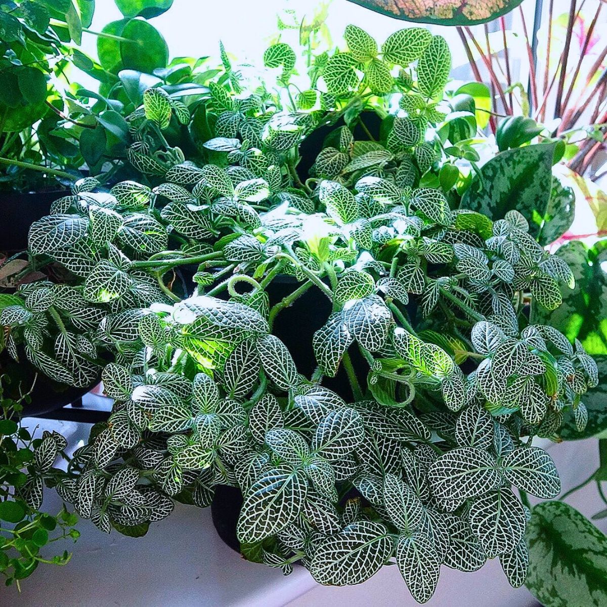 ​Air-Purifying Plants ​to Give Your Home a Breath of Fresh Air
