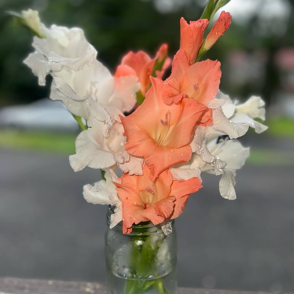 Celebrate August birth month flower with gladiolus flower