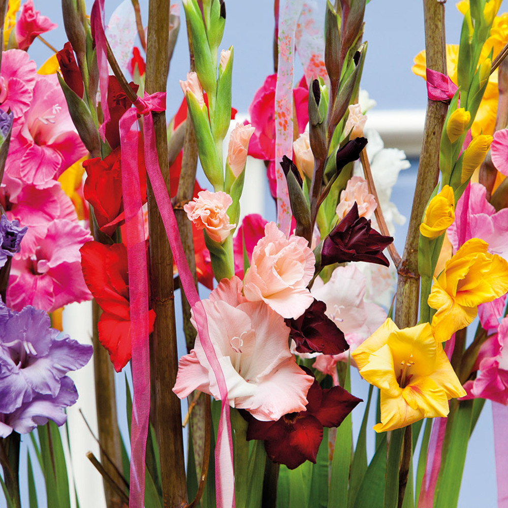 August Birth Month Flower nr. 1: Gladiolus