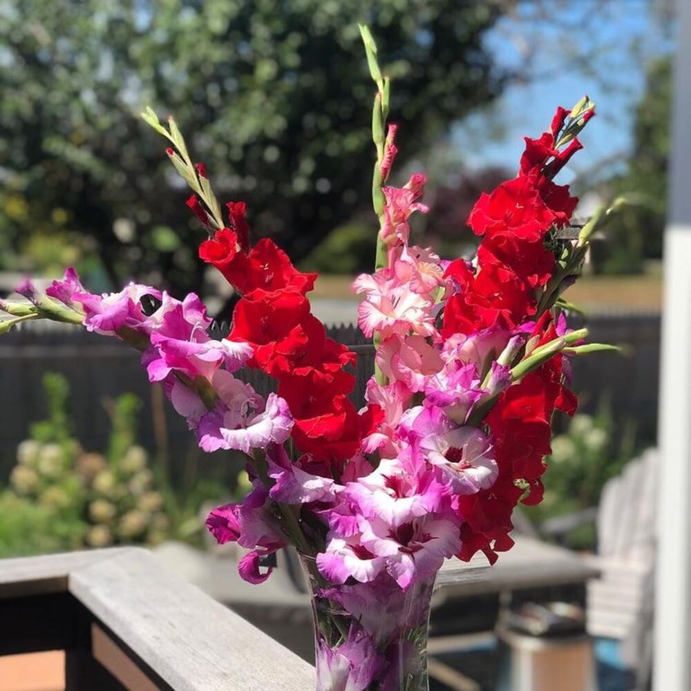 August birth flower gladiolus