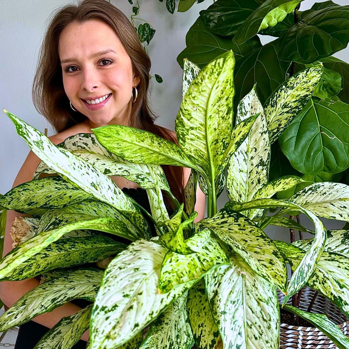 ​Air-Purifying Plants ​to Give Your Home a Breath of Fresh Air