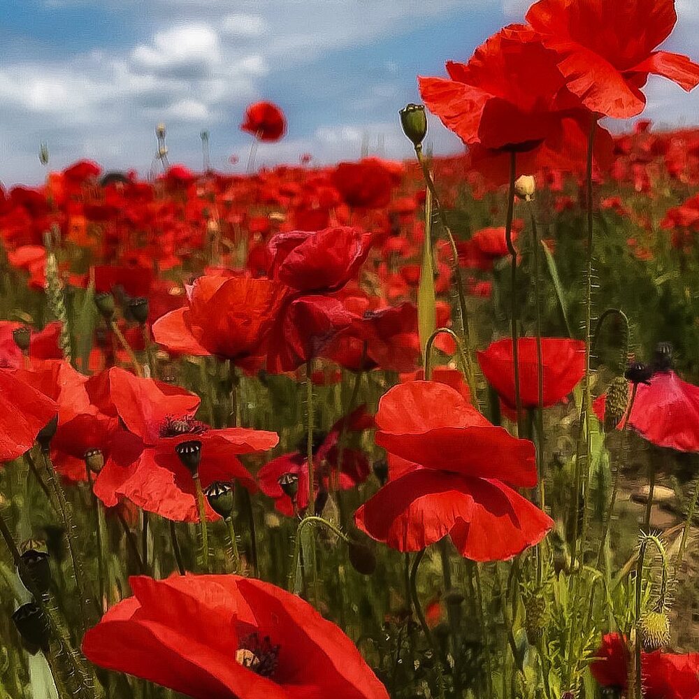 August birth flower poppy