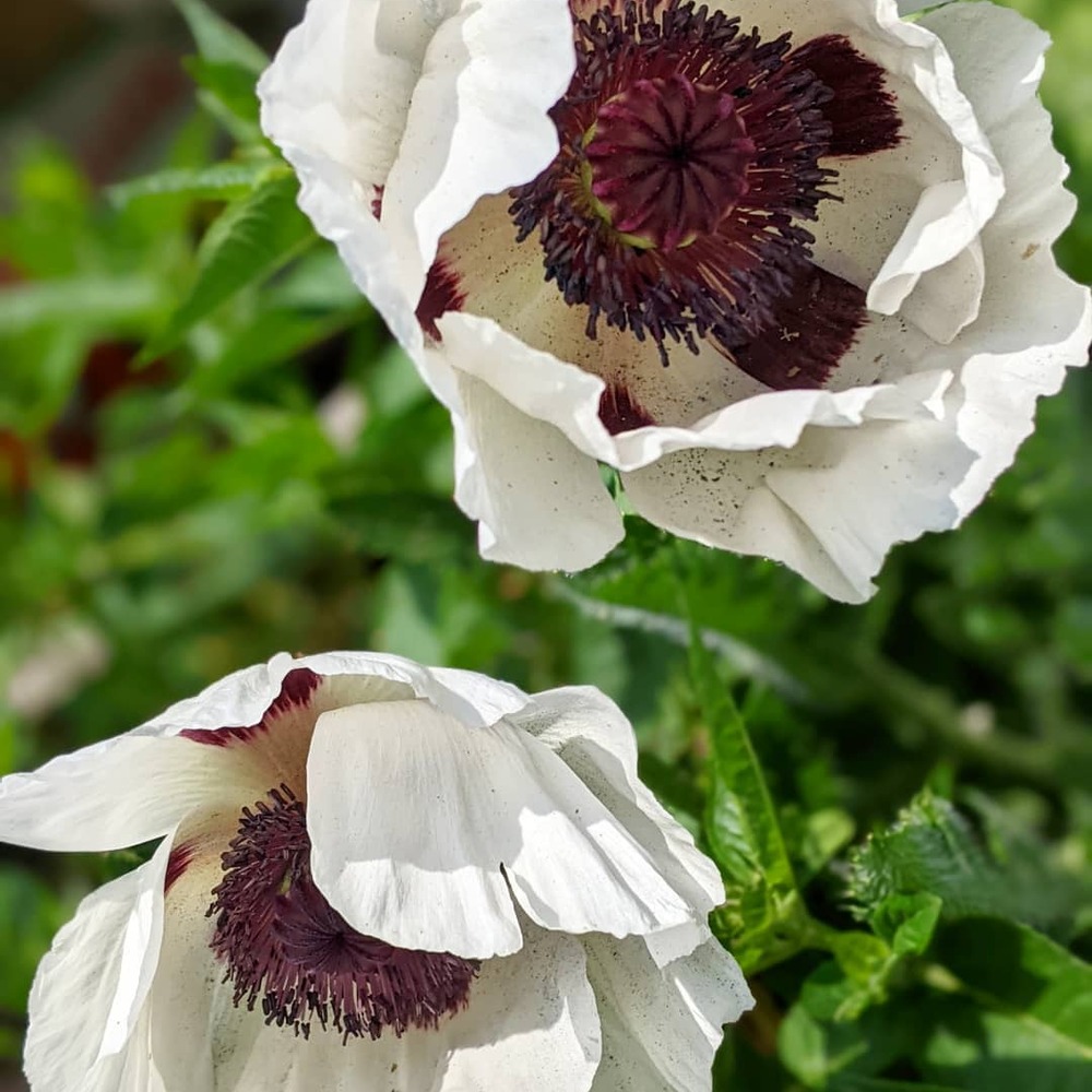 White Lovely poppies in garden area