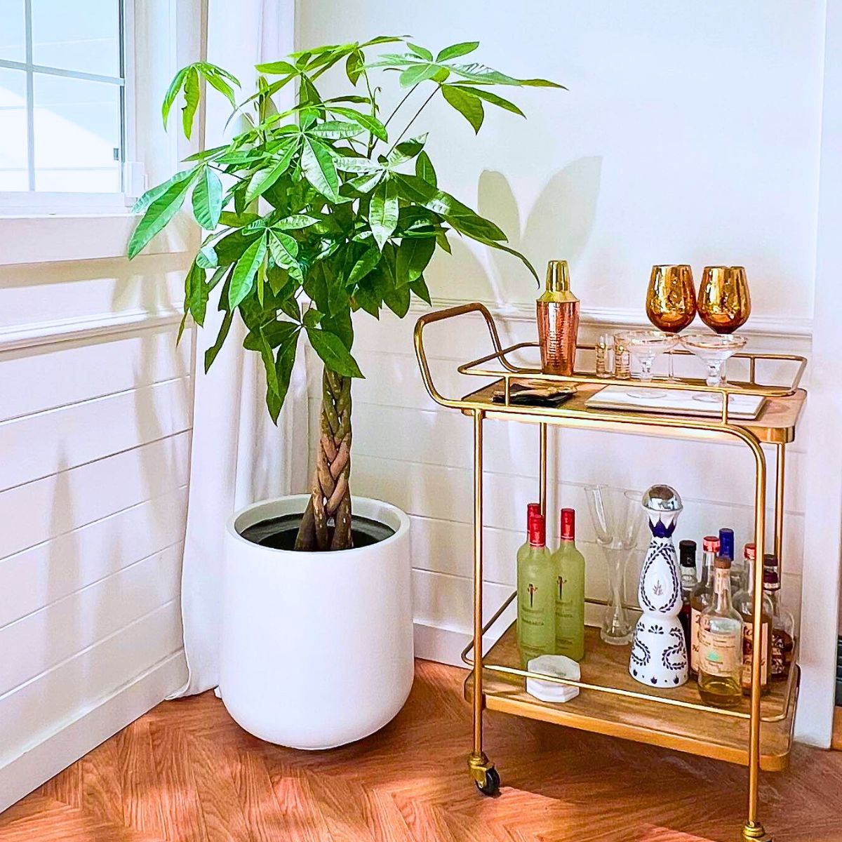 Air-Purifying Plants to Give Your Home a Breath of Fresh Air