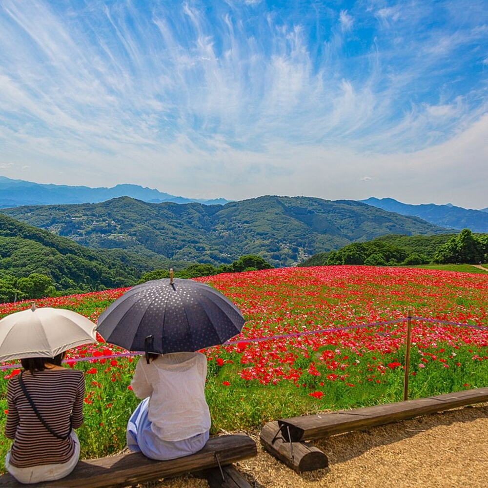 enjoy the view of Poppy flower field