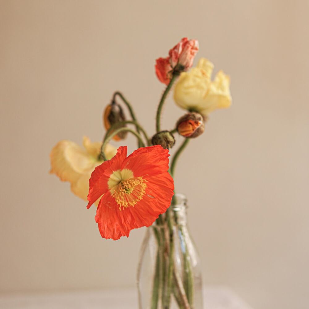 splash of gladiolus flowers