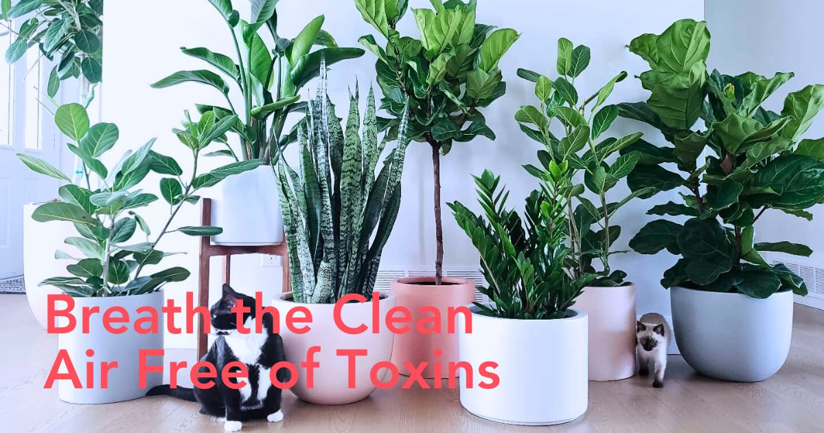 These Air-Purifying Plants Will Give Your Home a Fresh Breath of Air