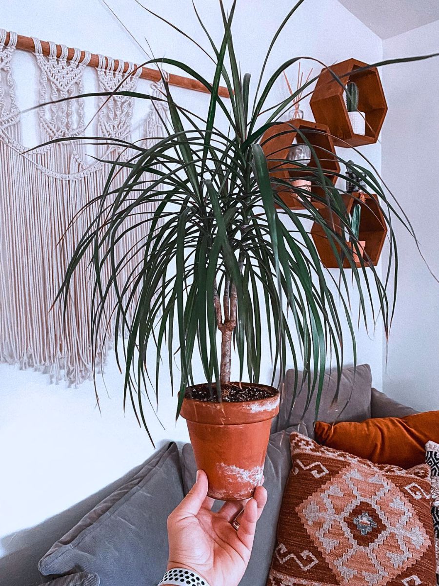 Air-Purifying Plants to Give Your Home a Breath of Fresh Air