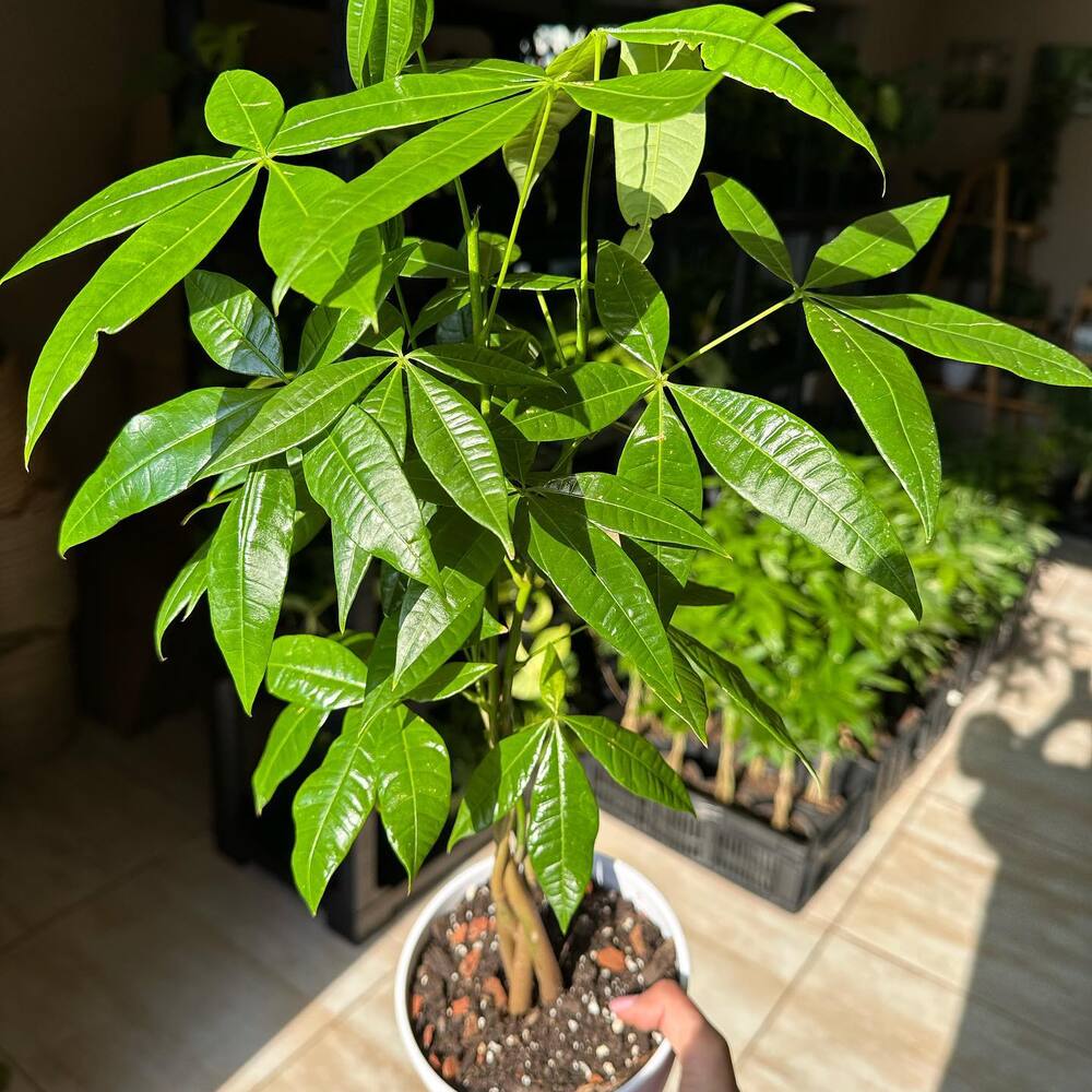 Money tree taking sun bath 