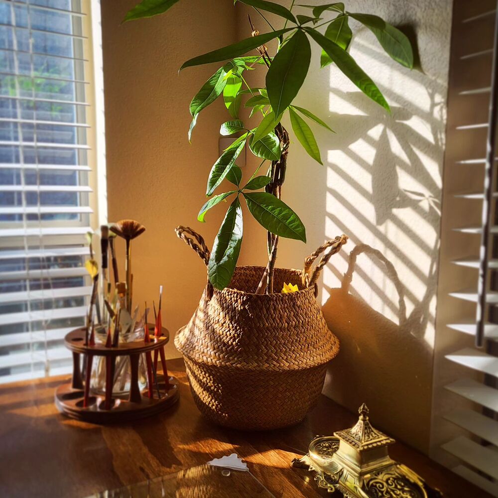 Window is the perfect place for money tree