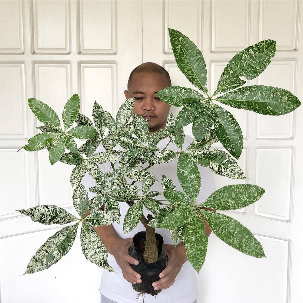 Added variegated money tree in your home 