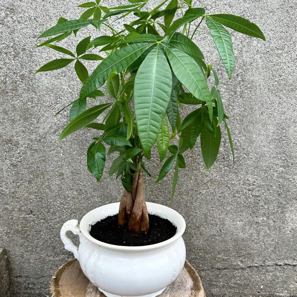 Money tree can be adjust anywhere in your home