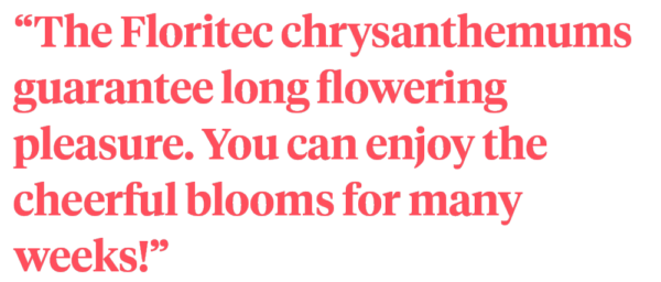 These Pot Chrysanthemums Fit Perfectly Into Any Interior quote