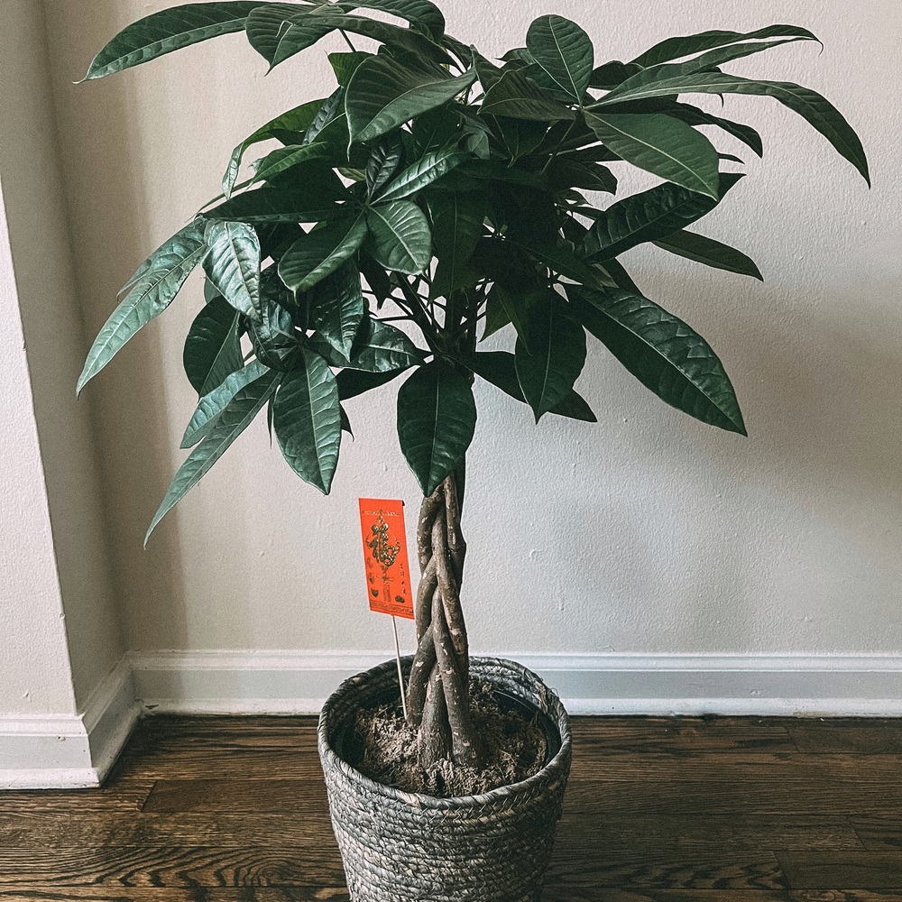 decor your indoor space with money tree