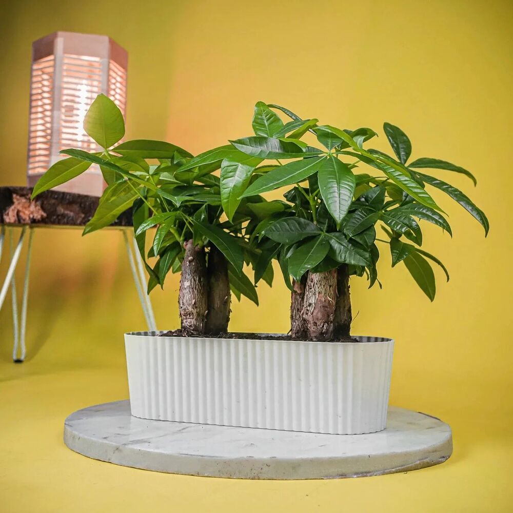 Money tree is one of the best plant for houseplant