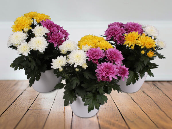 These Pot Chrysanthemums Fit Perfectly Into Any Interior - Chrysanthemum Da Vinci mix in 1 pot