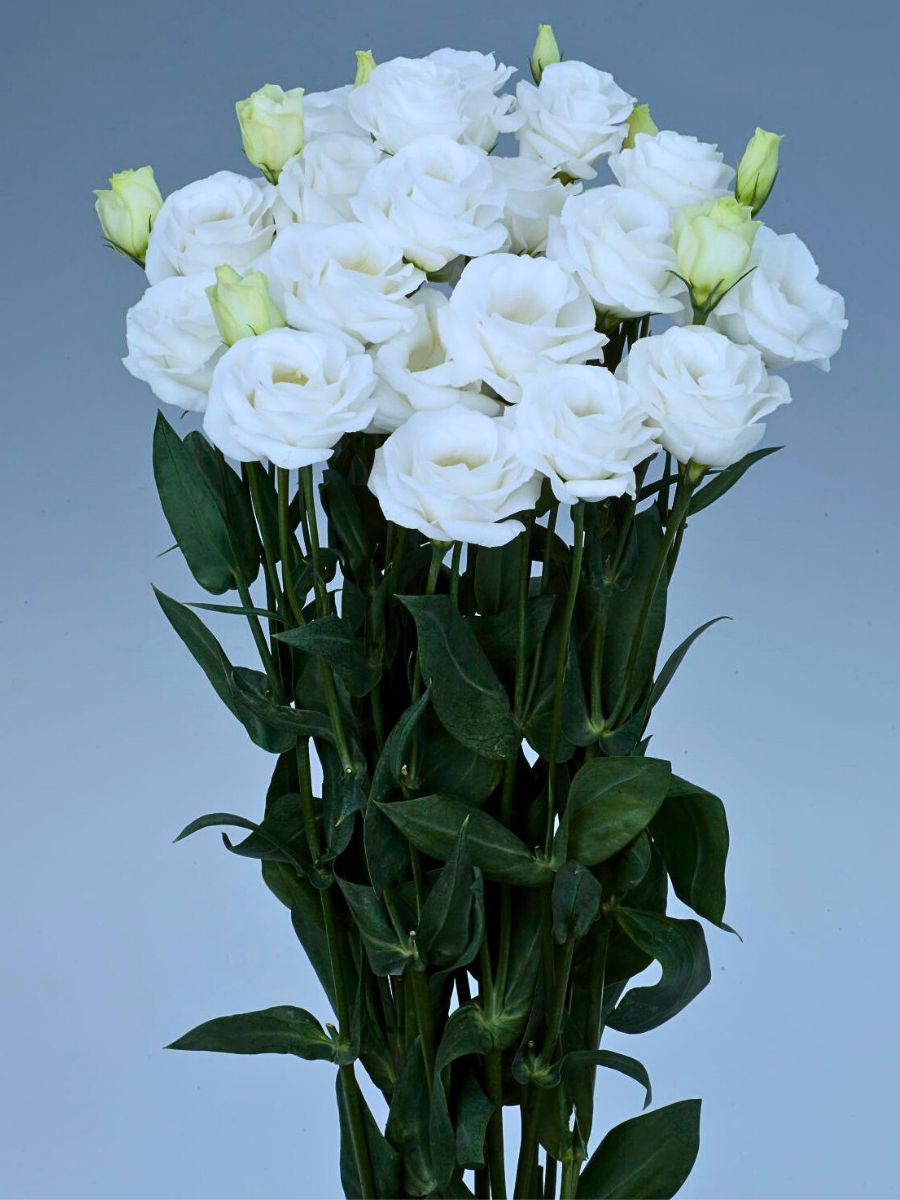 Aucnet Presents the Exceptional Eustoma, Also Called Lisianthus